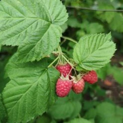 'Yummy' Patio Raspberry Plant -Bloom And Harvest yummy2
