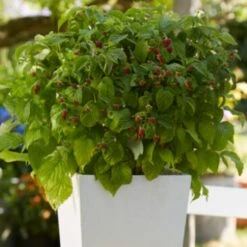 'Yummy' Patio Raspberry Plant -Bloom And Harvest yummy2 ab3b9673 1f5b 4caa a169 4e8b735fd36b